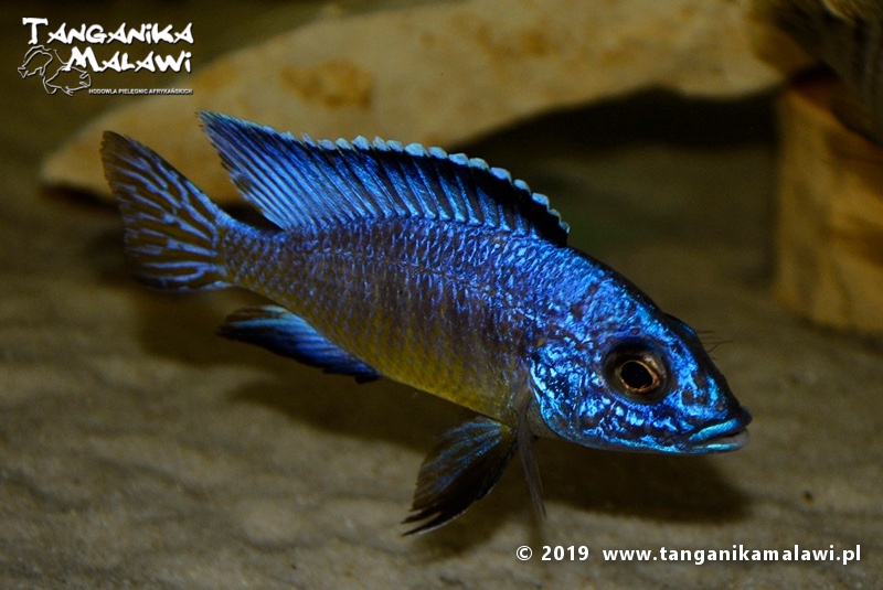 Aulonocara koningsi 'Mbenji Island'